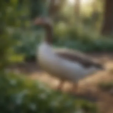 Curious Garden Goose Exploring Surroundings