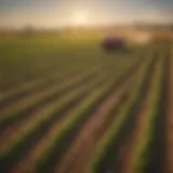 Lush Harvest Fields