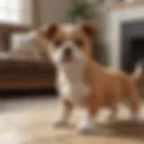 Nintendogs gameplay showcasing a virtual puppy interacting with the player