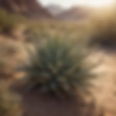 Close-up of intricate plant patterns in a desert landscape