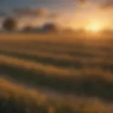A serene rural landscape showcasing the vibrant fields and crops of Harvest Moon.